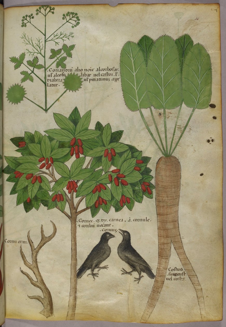 植物和鸟类的植物插图，c.1440（纸本墨水和颜色 作者 意大利学校