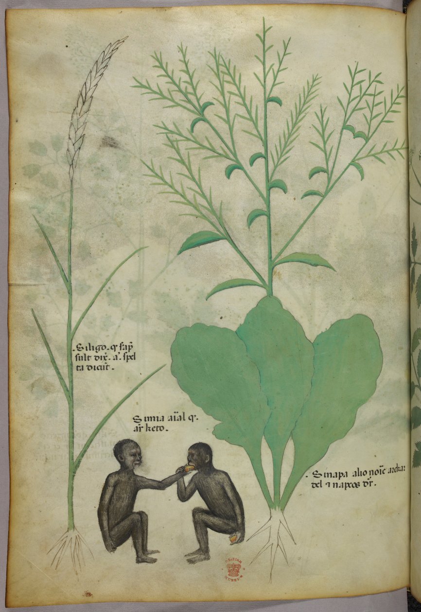 植物和动物插图，一株植物和两只猴子，约 1440 年（牛皮纸上的墨水和色彩） 作者 意大利学校