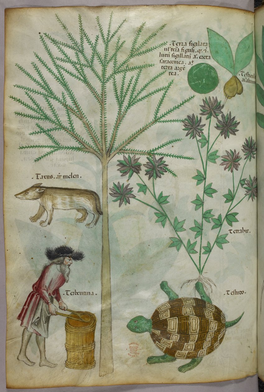 植物和动物插图，包括植物、乌龟、人和另一种动物，约 1440 年（牛皮纸上的墨水和色彩） 作者 意大利学校