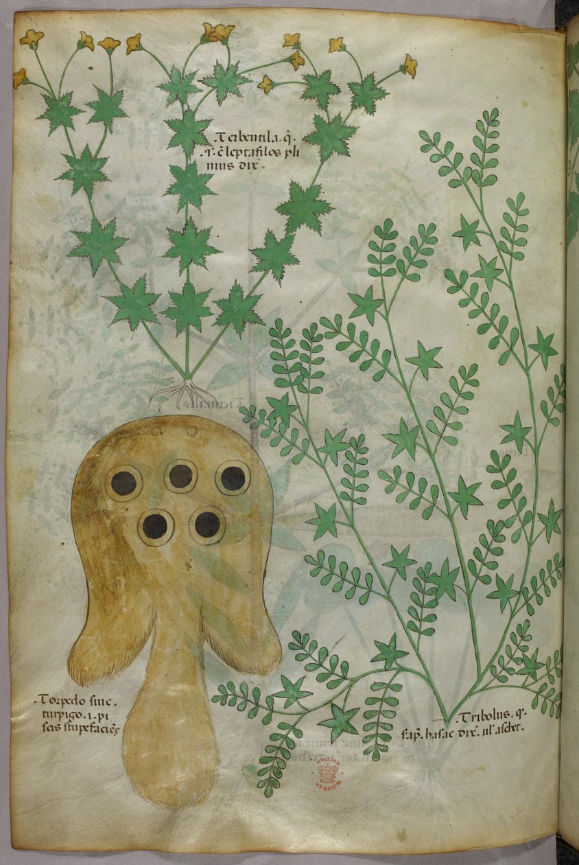 植物和鱼雷鱼的植物和动物插图，约 1440 年（牛皮纸上的墨水和色彩） 作者 意大利学校