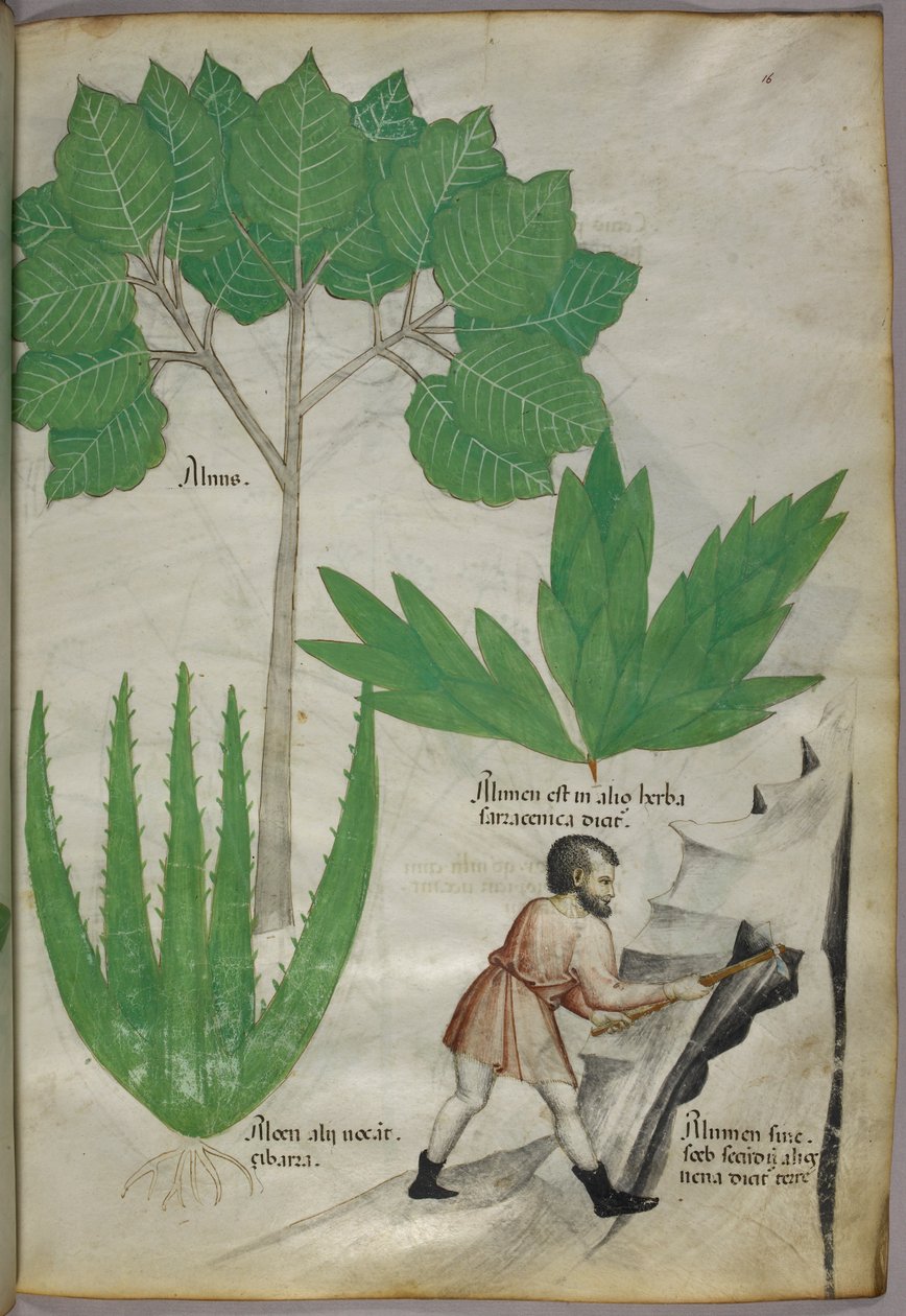 植物学插图，一个手持斧头的人正在敲碎岩石以提取明矾，约 1440 年（牛皮纸上的墨水和色彩） 作者 意大利学校