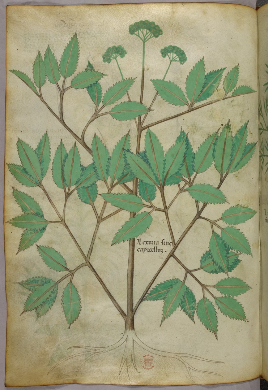 植物插图，约 1440 年（牛皮纸上的墨水和色彩） 作者 意大利学校