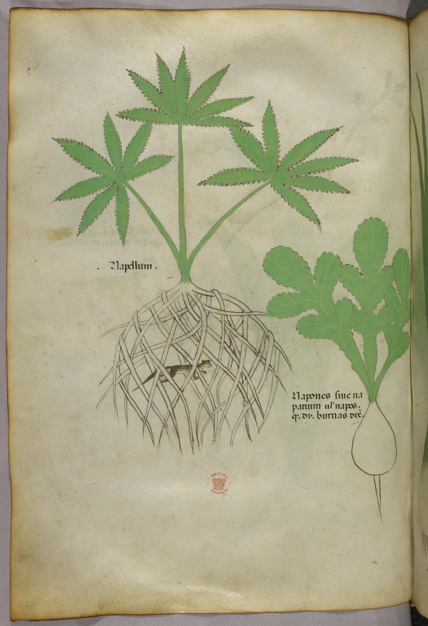 植物插图，约 1440 年（牛皮纸上的墨水和色彩） 作者 意大利学校