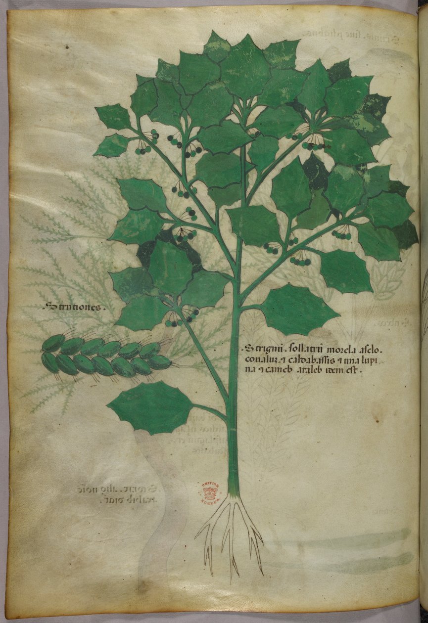 植物插图，约 1440 年（牛皮纸上的墨水和色彩） 作者 意大利学校