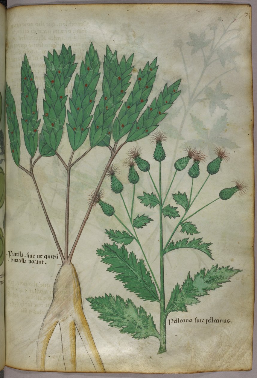 植物插图，约 1440 年（牛皮纸上的墨水和色彩） 作者 意大利学校