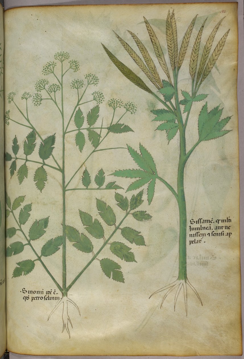 植物插图，约 1440 年（牛皮纸上的墨水和色彩） 作者 意大利学校