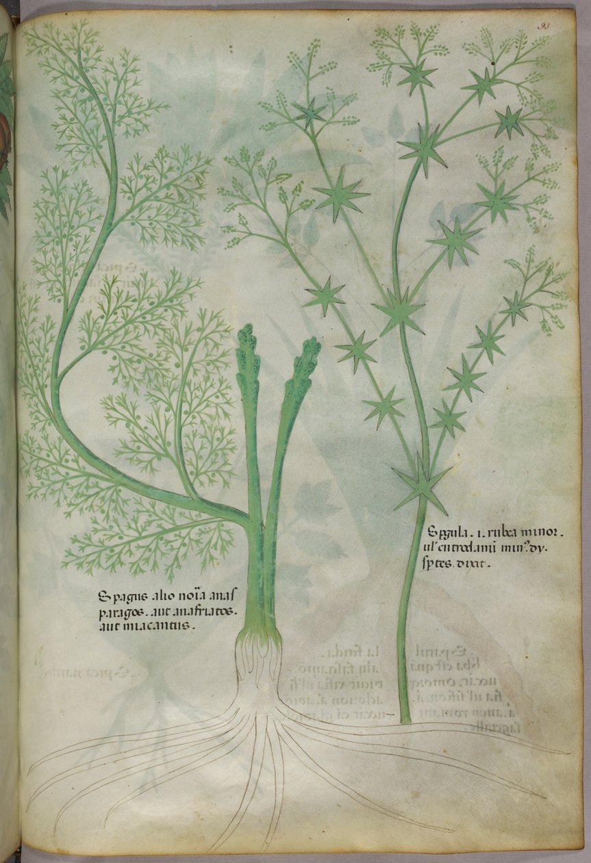 植物插图，约 1440 年（牛皮纸上的墨水和色彩） 作者 意大利学校