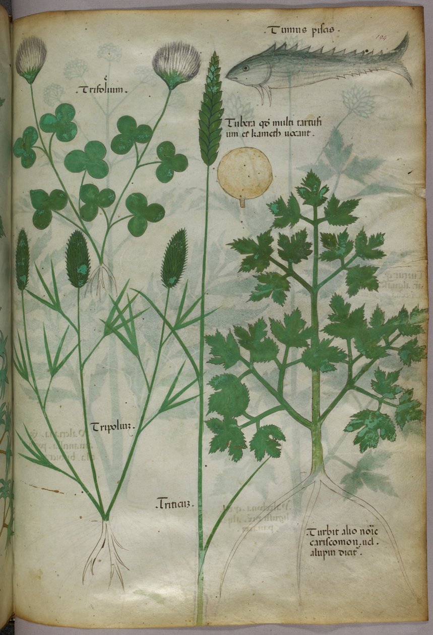 植物插图，约 1440 年（牛皮纸上的墨水和色彩） 作者 意大利学校