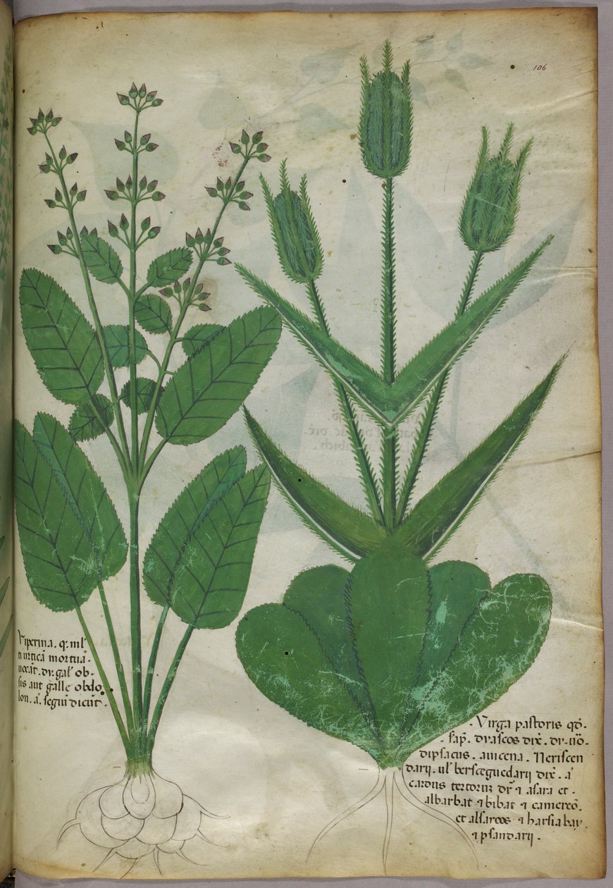 植物插图，约 1440 年（牛皮纸上的墨水和色彩） 作者 意大利学校