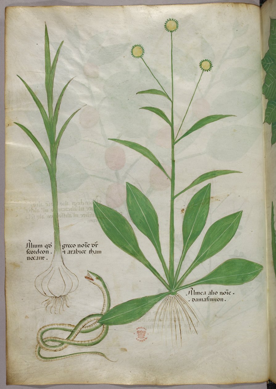 植物插图，约 1440 年（牛皮纸上的墨水和色彩） 作者 意大利学校