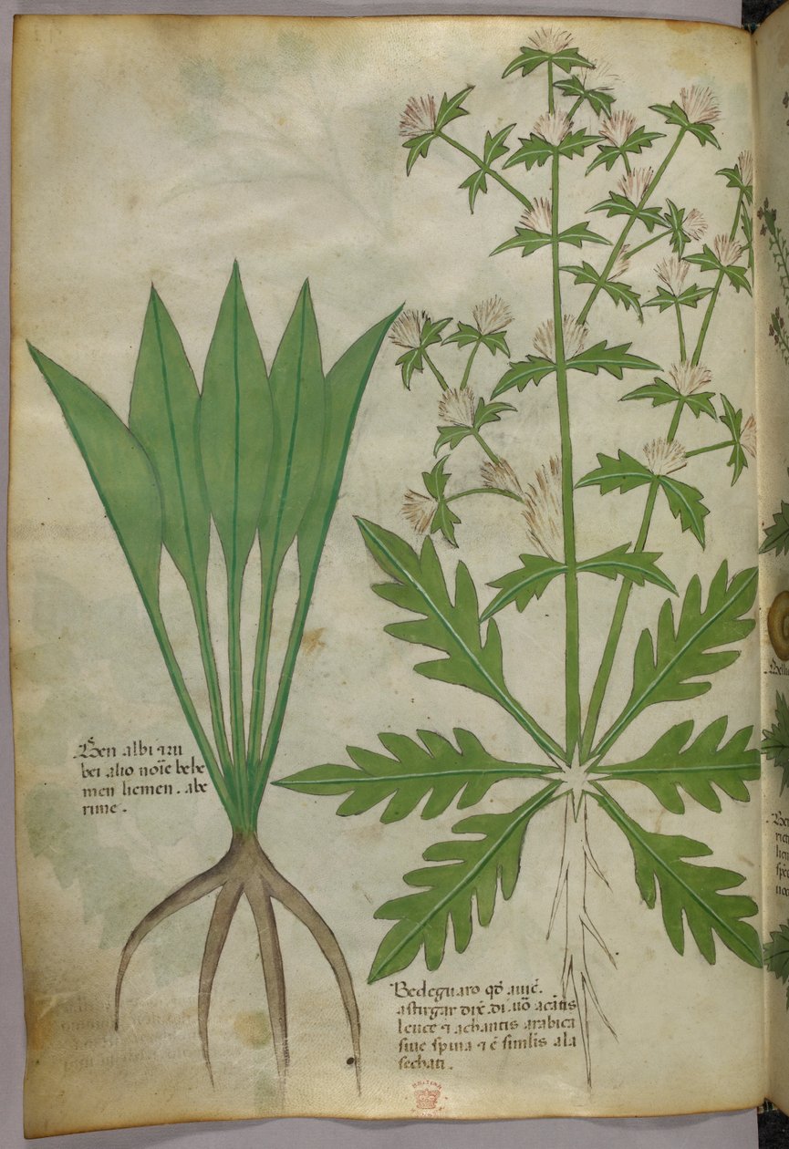 植物插图，约 1440 年（牛皮纸上的墨水和色彩） 作者 意大利学校