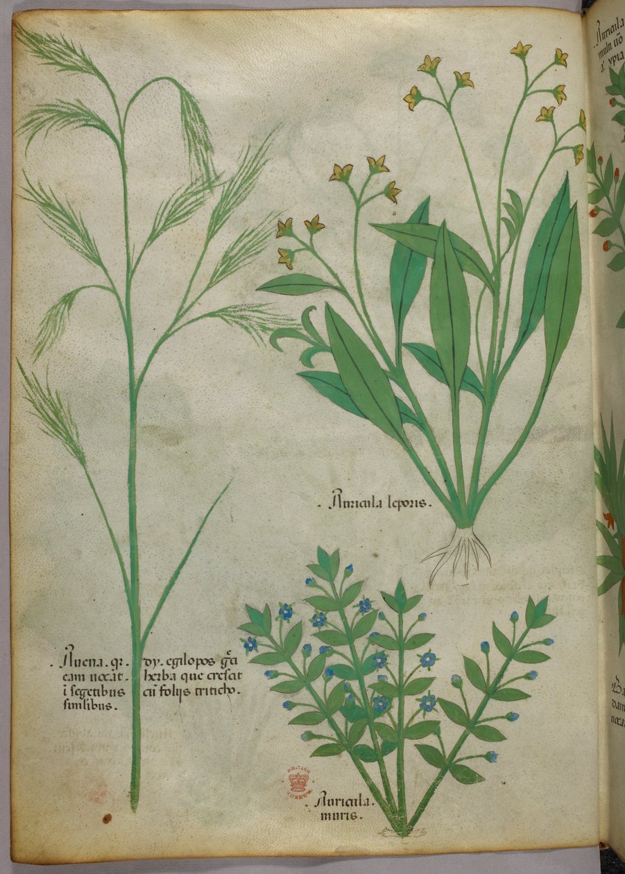 植物插图，约 1440 年（牛皮纸上的墨水和色彩） 作者 意大利学校