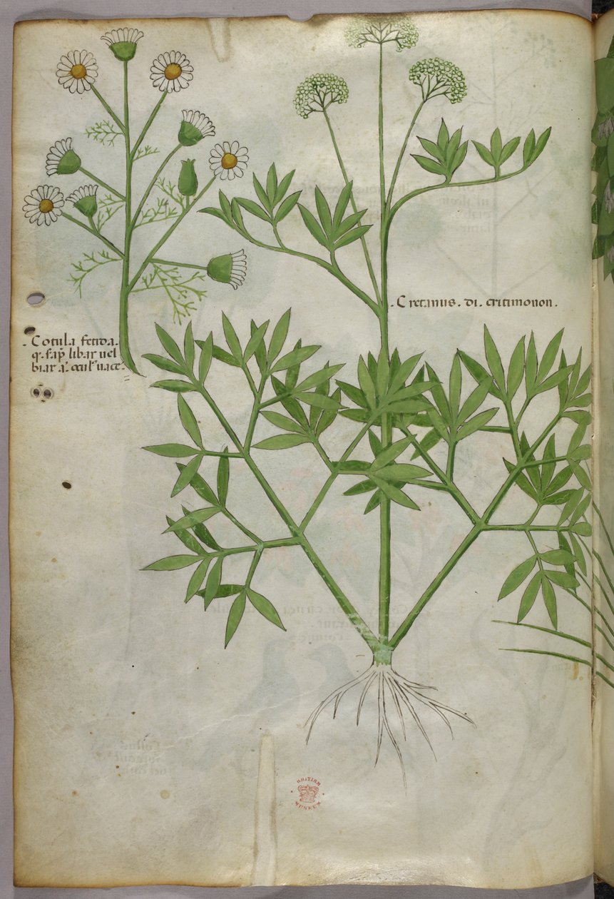 植物插图，约 1440 年（牛皮纸上的墨水和色彩） 作者 意大利学校