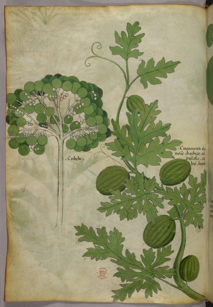 植物插图，约 1440 年（牛皮纸上的墨水和色彩） 作者 意大利学校