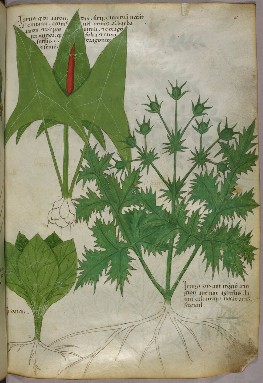 植物插图，约 1440 年（牛皮纸上的墨水和色彩） 作者 意大利学校