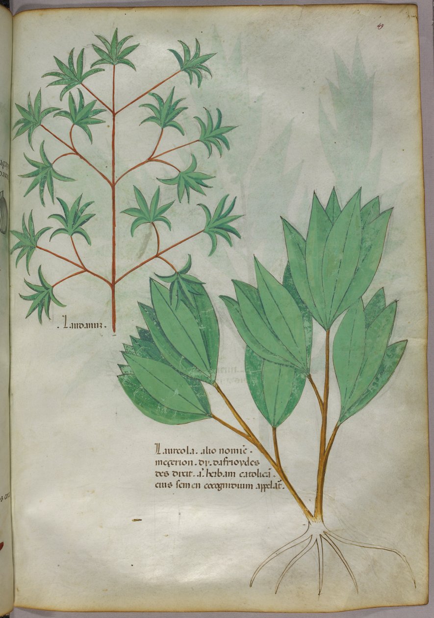 植物插图，约 1440 年（牛皮纸上的墨水和色彩） 作者 意大利学校
