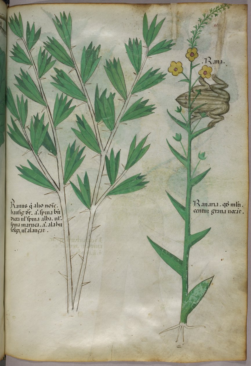 植物插图，约 1440 年（牛皮纸上的墨水和色彩） 作者 意大利学校