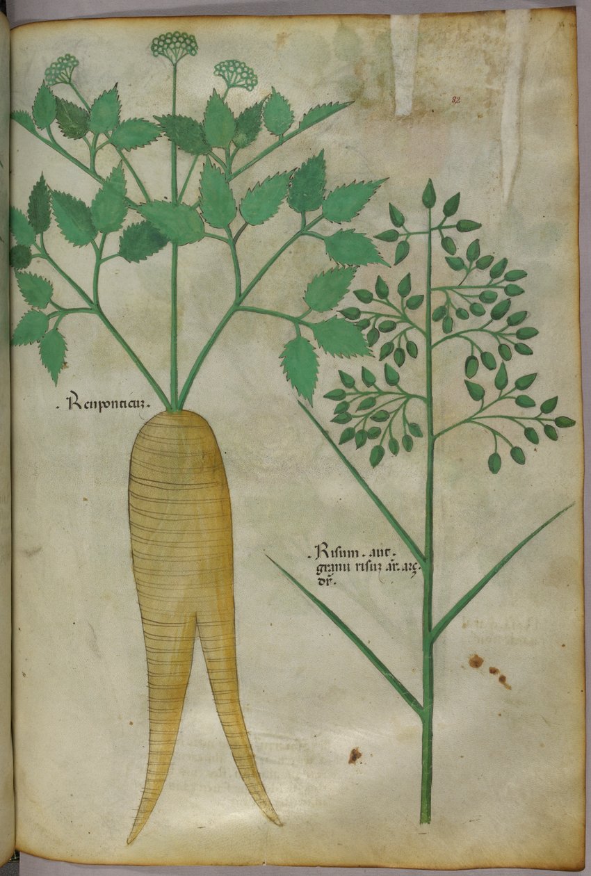 植物插图，约 1440 年（牛皮纸上的墨水和色彩） 作者 意大利学校