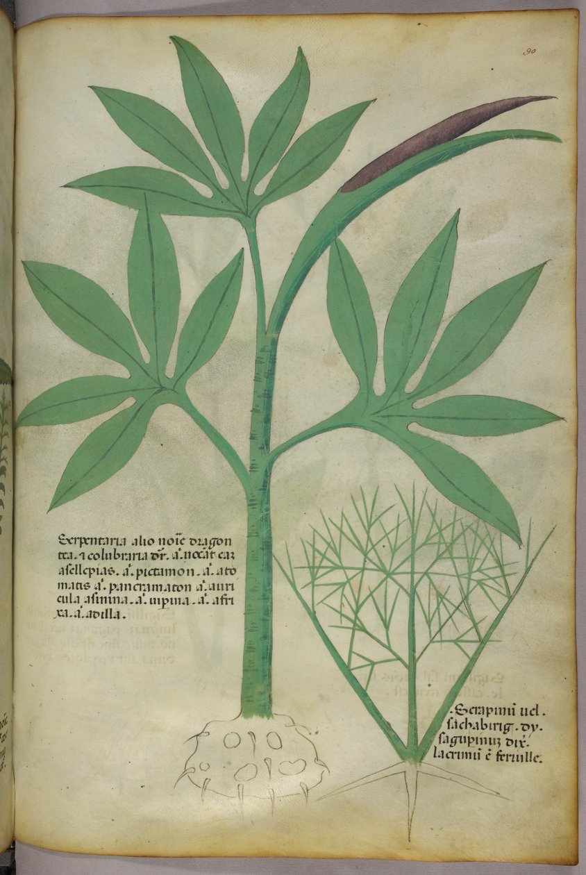 植物插图，约 1440 年（牛皮纸上的墨水和色彩） 作者 意大利学校