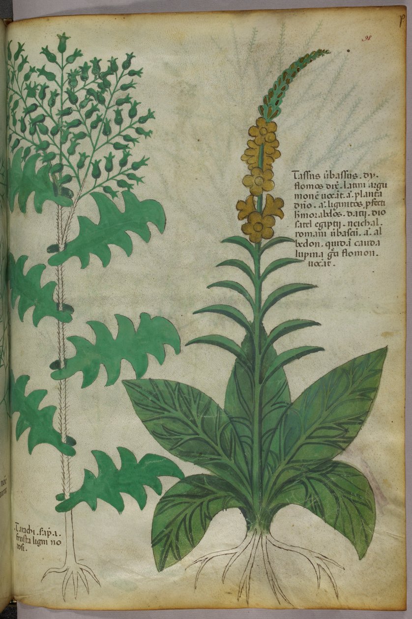 植物插图，约 1440 年（牛皮纸上的墨水和色彩） 作者 意大利学校