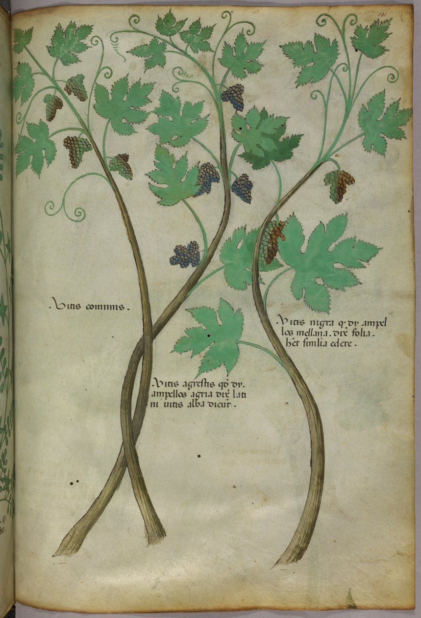 植物插图，约 1440 年（牛皮纸上的墨水和色彩） 作者 意大利学校