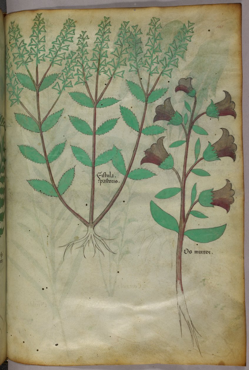 植物插图，约 1440 年（牛皮纸上的墨水和色彩） 作者 意大利学校