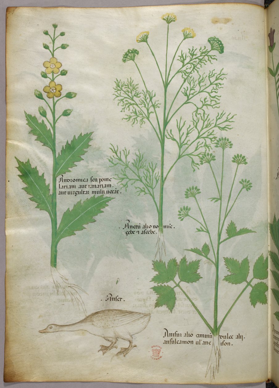 植物插图，约 1440 年（牛皮纸上的墨水和色彩） 作者 意大利学校