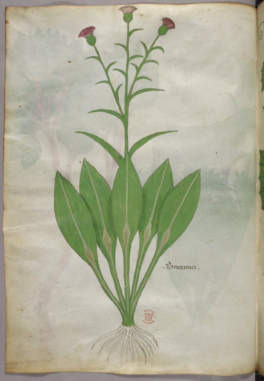 植物插图，约 1440 年（牛皮纸上的墨水和色彩） 作者 意大利学校