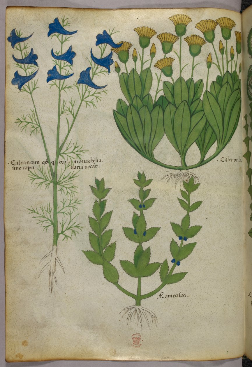 植物插图，约 1440 年（牛皮纸上的墨水和色彩） 作者 意大利学校