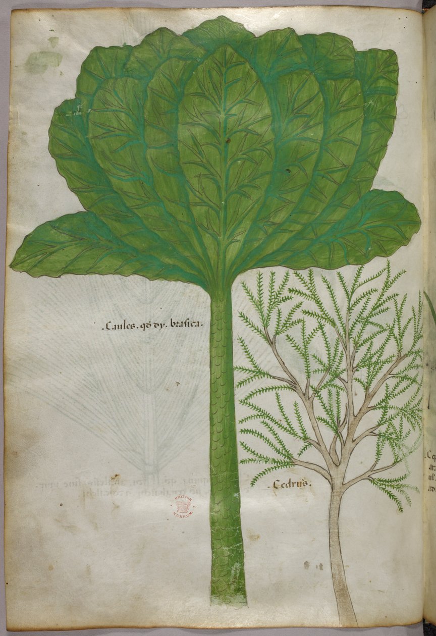 植物插图，约 1440 年（牛皮纸上的墨水和色彩） 作者 意大利学校