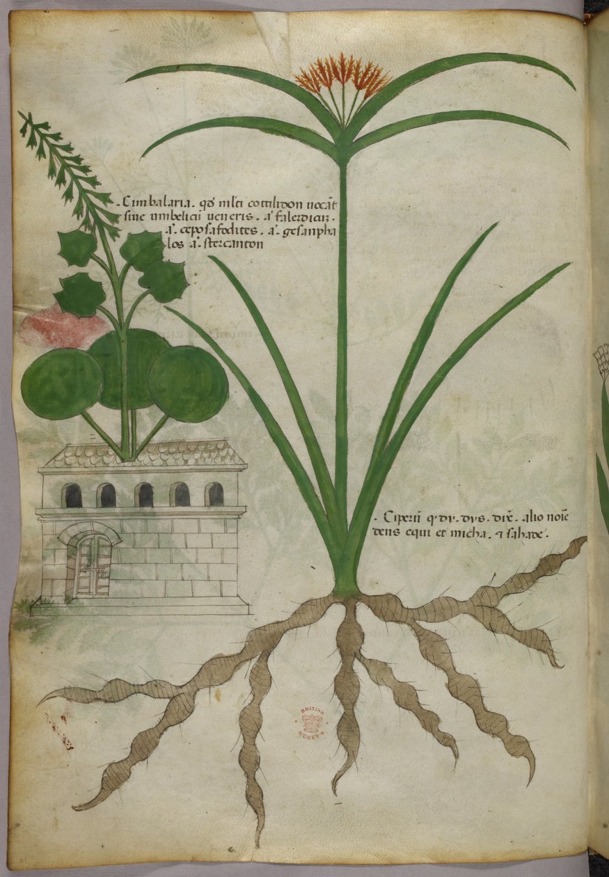 植物插图，约 1440 年（牛皮纸上的墨水和色彩） 作者 意大利学校
