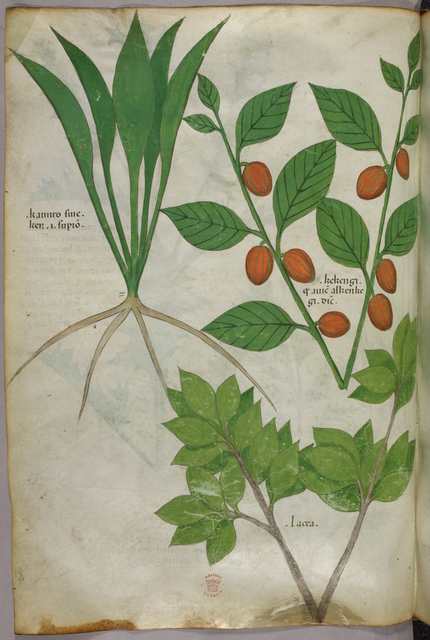 植物插图，约 1440 年（牛皮纸上的墨水和色彩） 作者 意大利学校