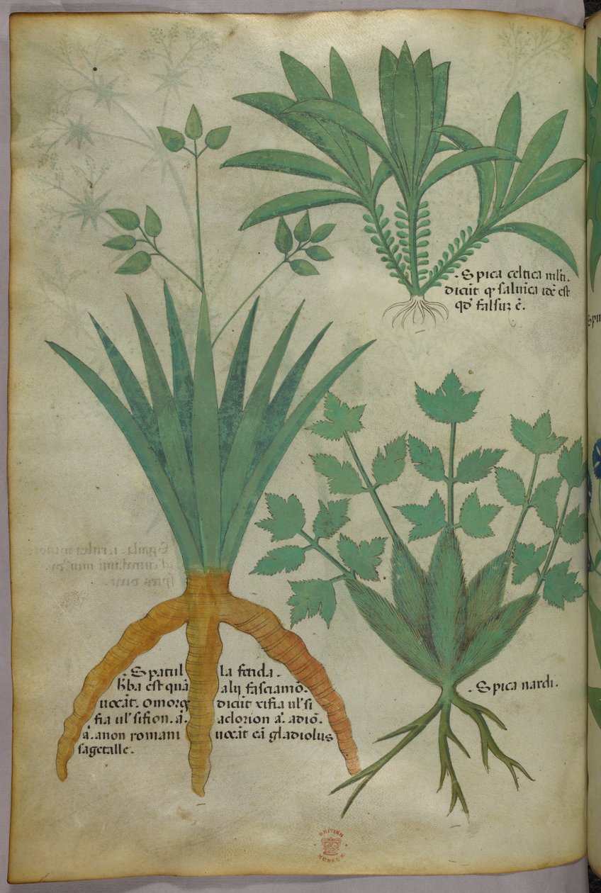 植物插图，约 1440 年（牛皮纸上的墨水和色彩） 作者 意大利学校