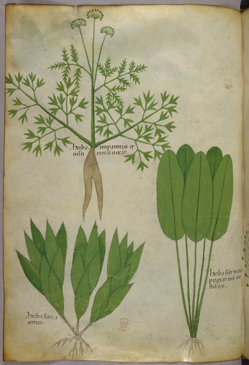 植物插图，约 1440 年（牛皮纸上的墨水和色彩） 作者 意大利学校