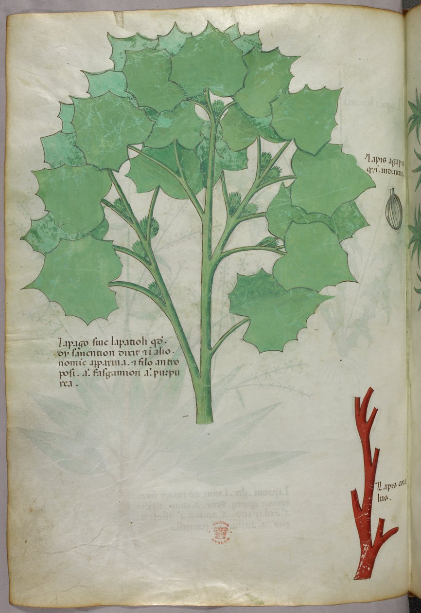 植物插图，约 1440 年（牛皮纸上的墨水和色彩） 作者 意大利学校