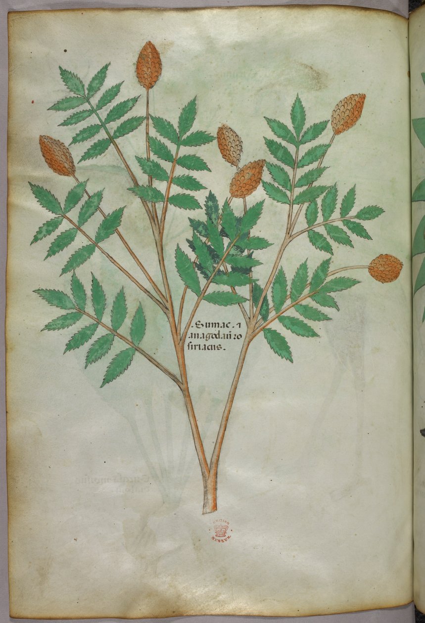 植物插图，约 1440 年（牛皮纸上的墨水和色彩） 作者 意大利学校