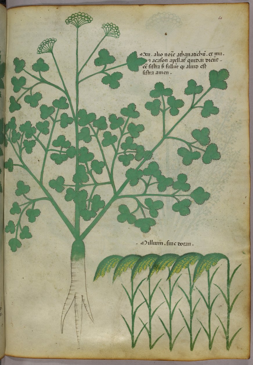 植物插图，约 1440 年（牛皮纸上的墨水和色彩） 作者 意大利学校
