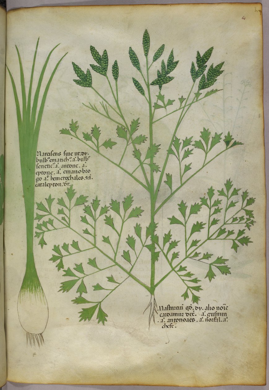 植物插图，约 1440 年（牛皮纸上的墨水和色彩） 作者 意大利学校
