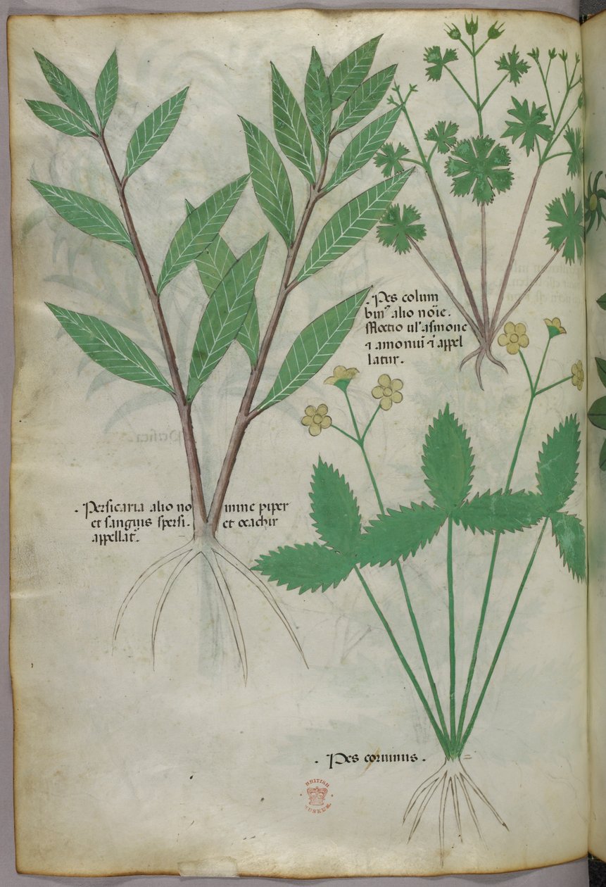 植物插图，约 1440 年（牛皮纸上的墨水和色彩） 作者 意大利学校