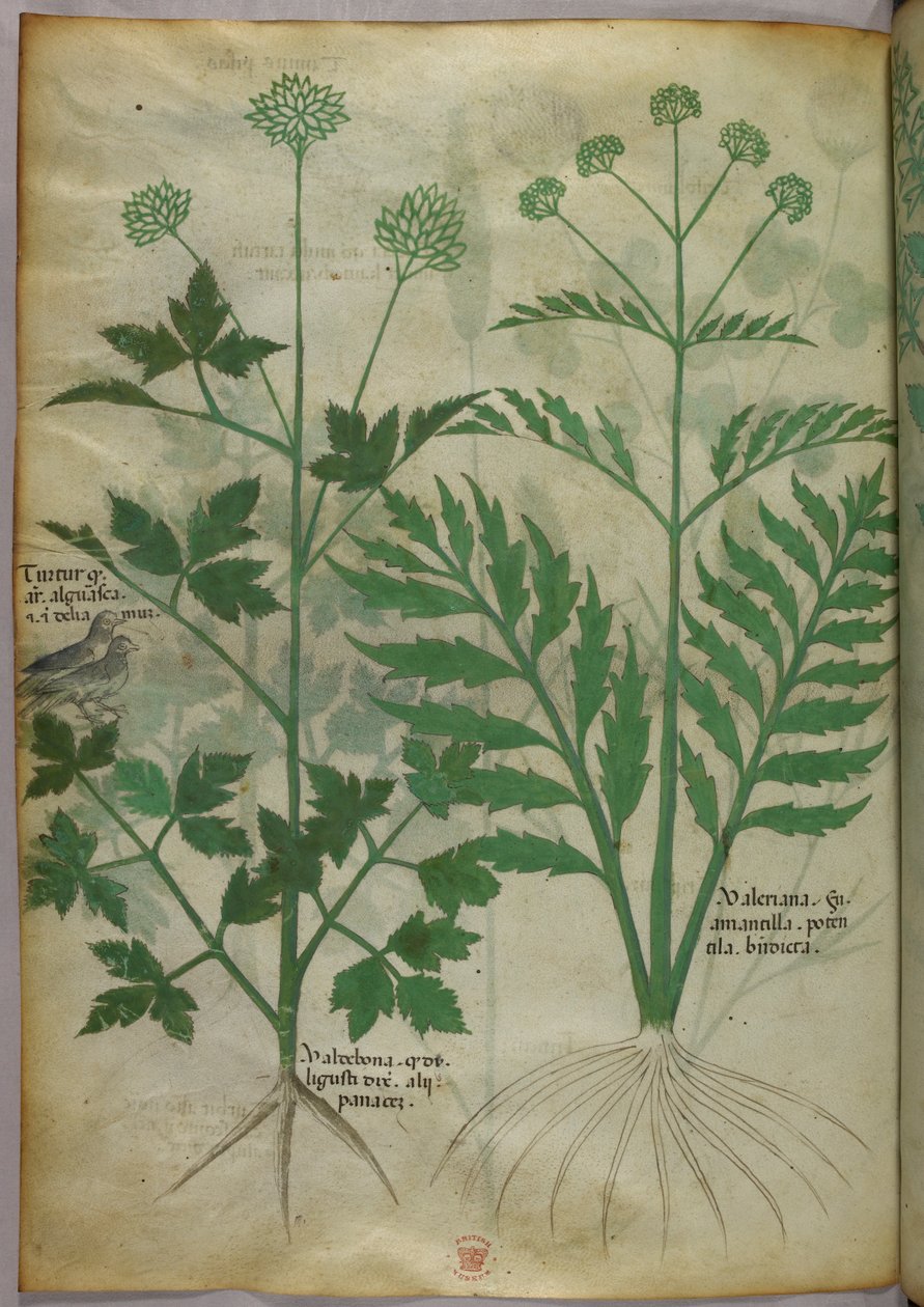 植物插图，约 1440 年（牛皮纸上的墨水和色彩） 作者 意大利学校