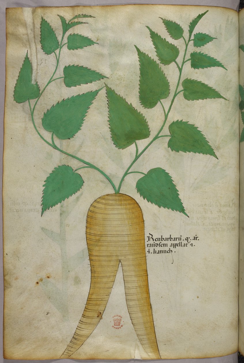 植物插图，约 1440 年（牛皮纸上的墨水和色彩） 作者 意大利学校