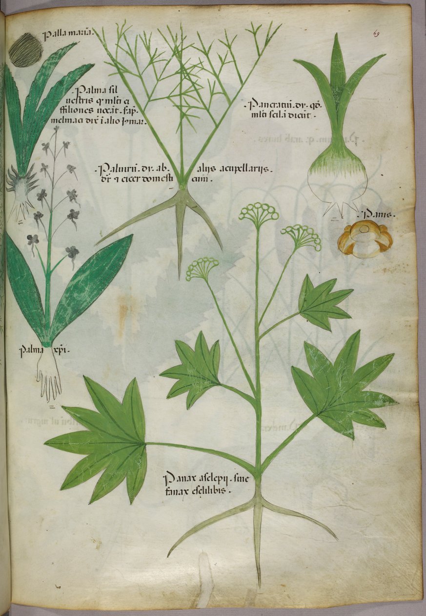 植物插图，约 1440 年（牛皮纸上的墨水和色彩） 作者 意大利学校