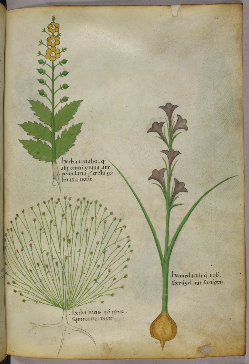 植物插图，约 1440 年（牛皮纸上的墨水和色彩） 作者 意大利学校