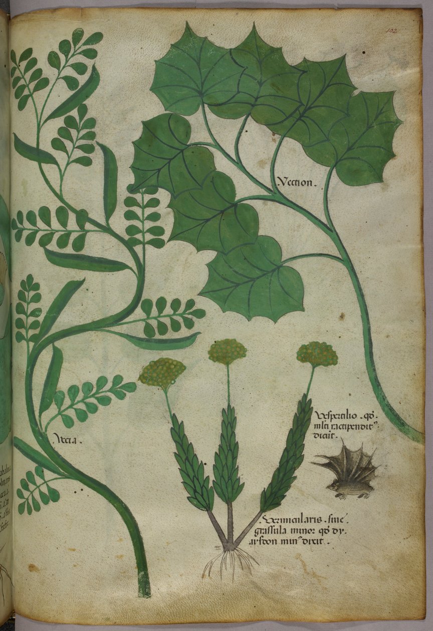 植物插图，约 1440 年（牛皮纸上的墨水和色彩） 作者 意大利学校