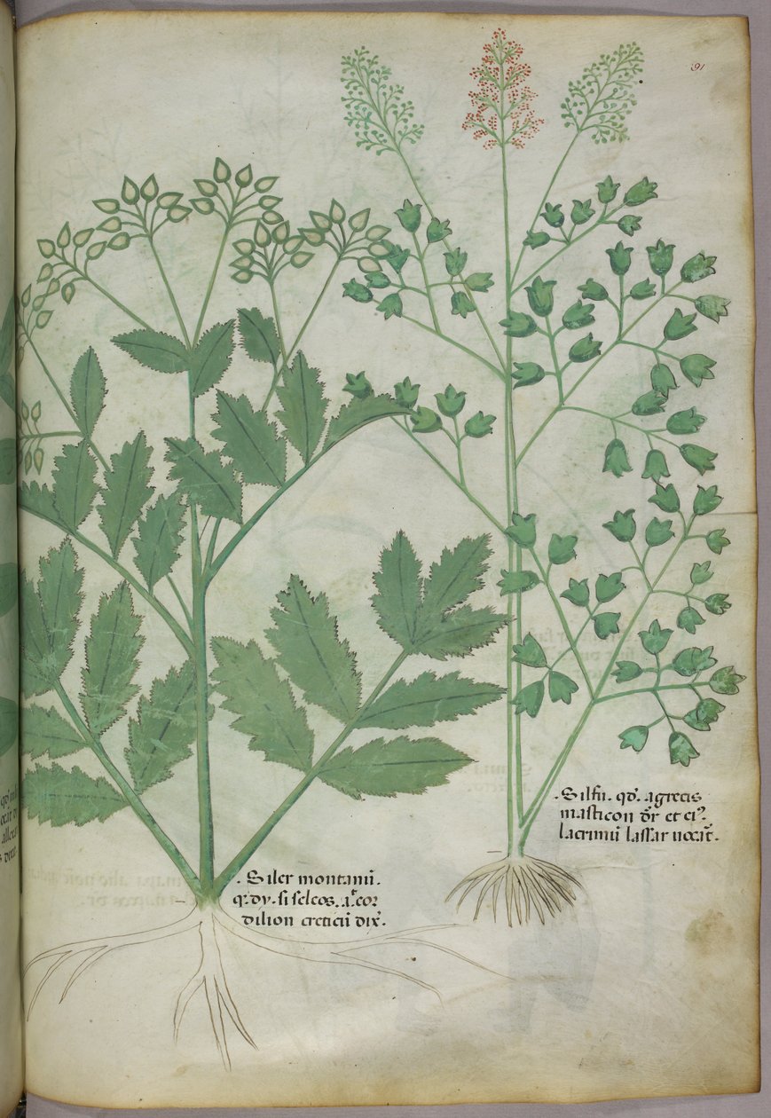 植物插图，约 1440 年（牛皮纸上的墨水和色彩） 作者 意大利学校
