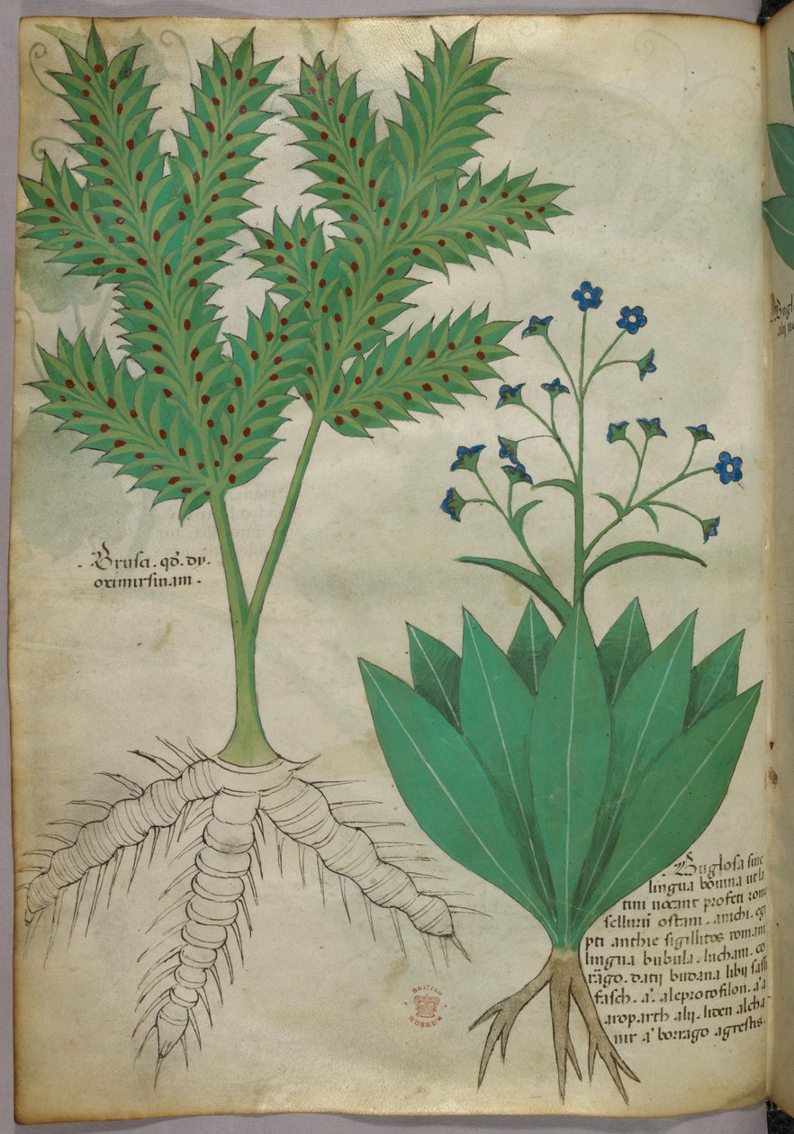 植物插图，约 1440 年（牛皮纸上的墨水和色彩） 作者 意大利学校