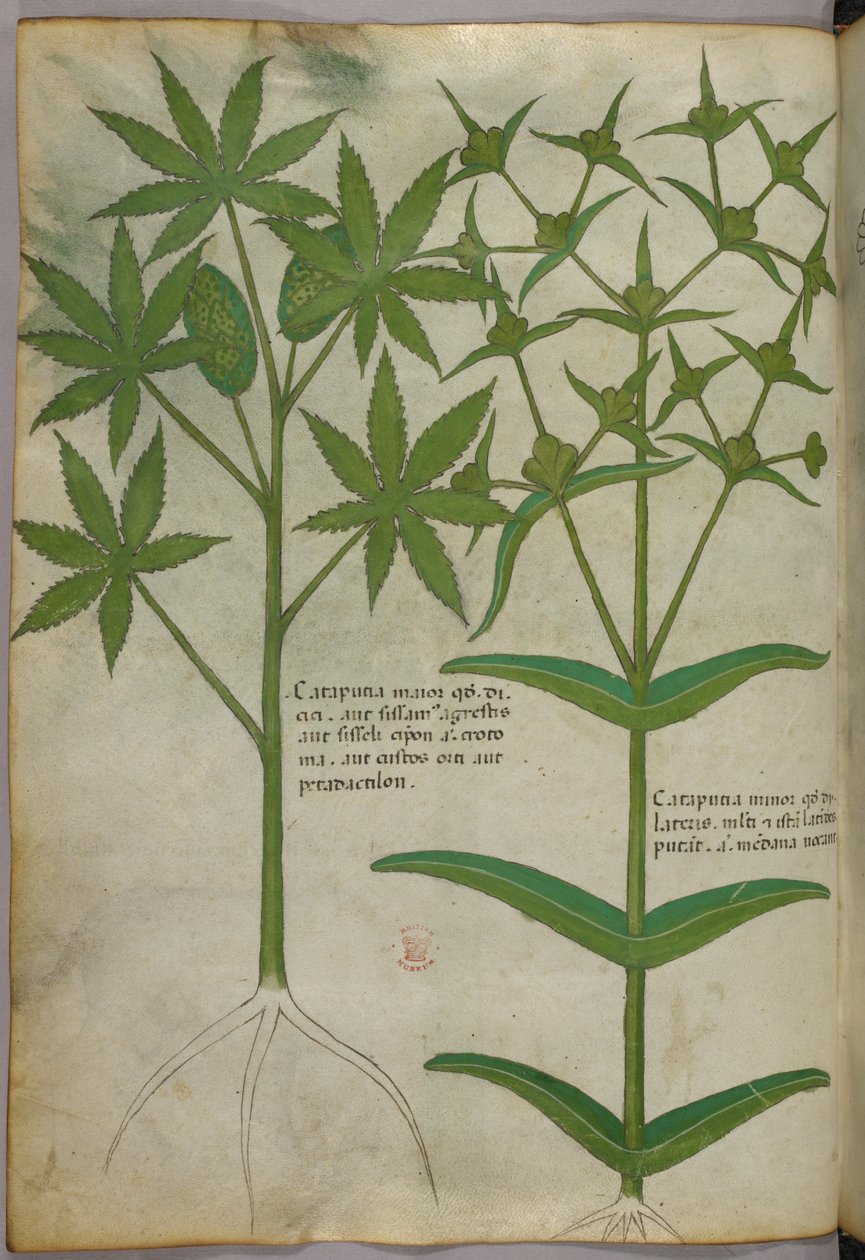 植物插图，约 1440 年（牛皮纸上的墨水和色彩） 作者 意大利学校