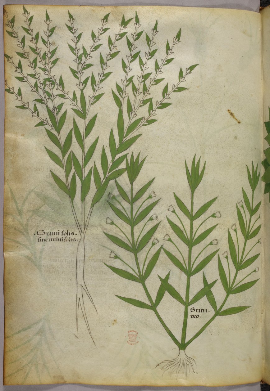 植物插图，约 1440 年（牛皮纸上的墨水和色彩） 作者 意大利学校