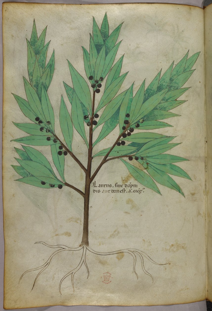 植物插图，约 1440 年（牛皮纸上的墨水和色彩） 作者 意大利学校