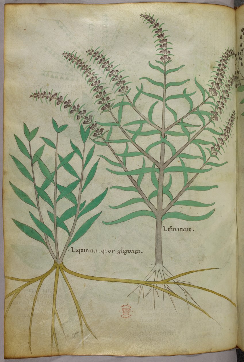 植物插图，约 1440 年（牛皮纸上的墨水和色彩） 作者 意大利学校
